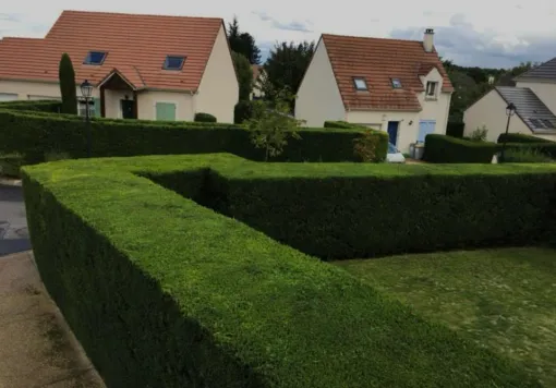 Taille de haie à Tremblay-en-France avec Monsieur Jacques Mehrstein, Tremblay-en-France, MONSIEUR JACQUES MEHRSTEIN