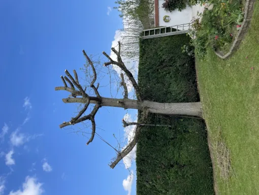 Mr Jacques Mehrstein est intervenu pour un Élagage d’arbre à Tremblay-en-France, Tremblay-en-France, MONSIEUR JACQUES MEHRSTEIN