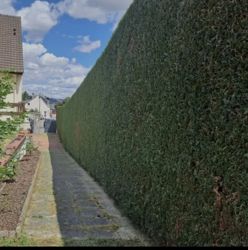 Taille de haie à Tremblay-en-France, Tremblay-en-France, MONSIEUR JACQUES MEHRSTEIN