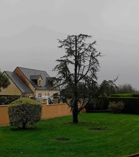 Élagage d'un arbre à Tremblay-en-France par MONSIEUR JACQUES MEHRSTEIN, Tremblay-en-France, MONSIEUR JACQUES MEHRSTEIN