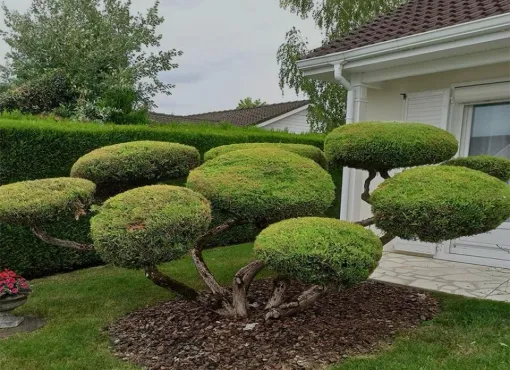 Entretien de jardin à Drancy par MONSIEUR JACQUES MEHRSTEIN, Tremblay-en-France, MONSIEUR JACQUES MEHRSTEIN
