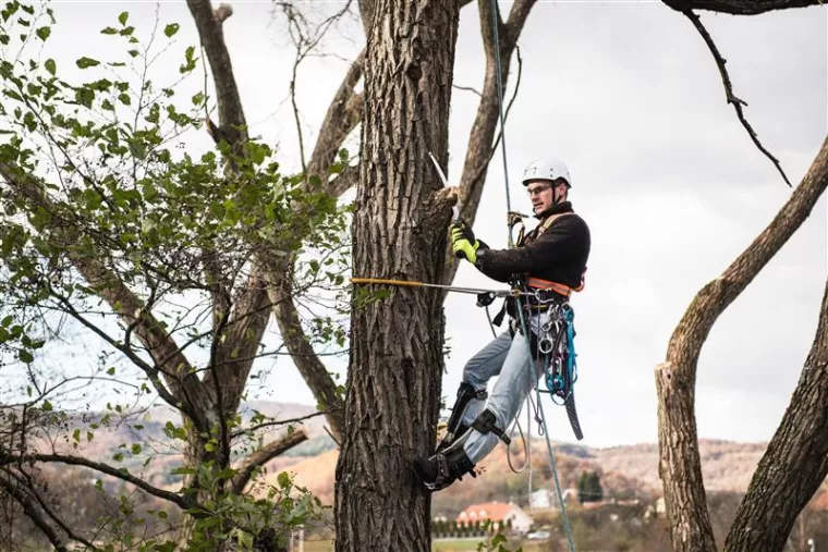 Élaguer un arbre de grande hauteur et dangereux dans un parc privé proche des maisons à Tremblay-en-France, Tremblay-en-France, MONSIEUR JACQUES MEHRSTEIN