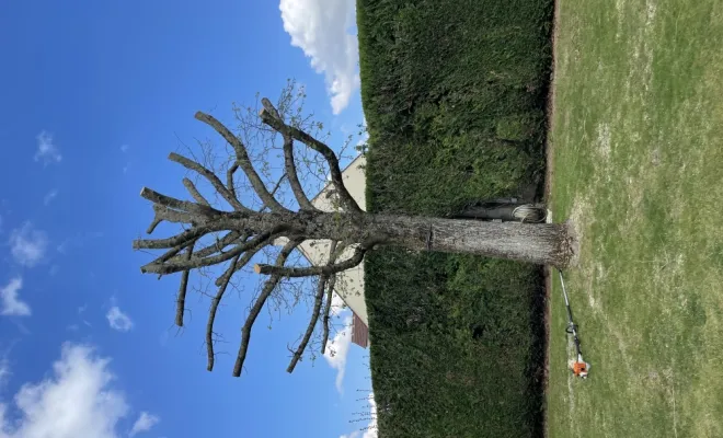 Élagage d’arbres, Tremblay-en-France, MONSIEUR JACQUES MEHRSTEIN