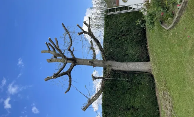 Élagage , Tremblay-en-France, MONSIEUR JACQUES MEHRSTEIN