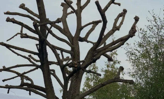 Élagage d’arbres